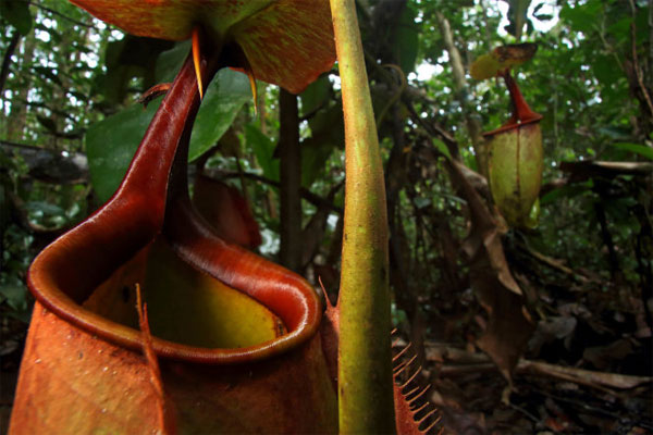 Sát thủ thực vật nắp ấm ở đảo Borneo