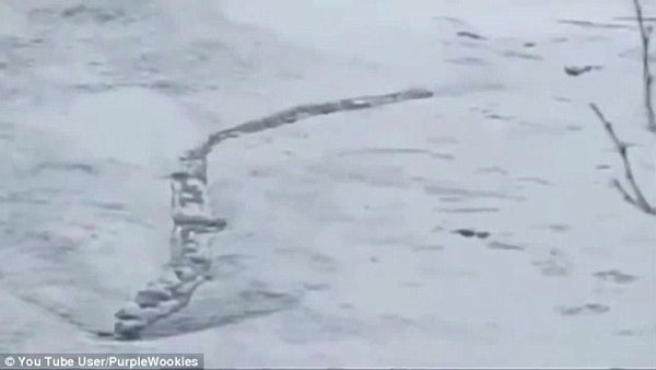 Sâu quái vật bí ẩn xuất hiện trên dòng sông băng