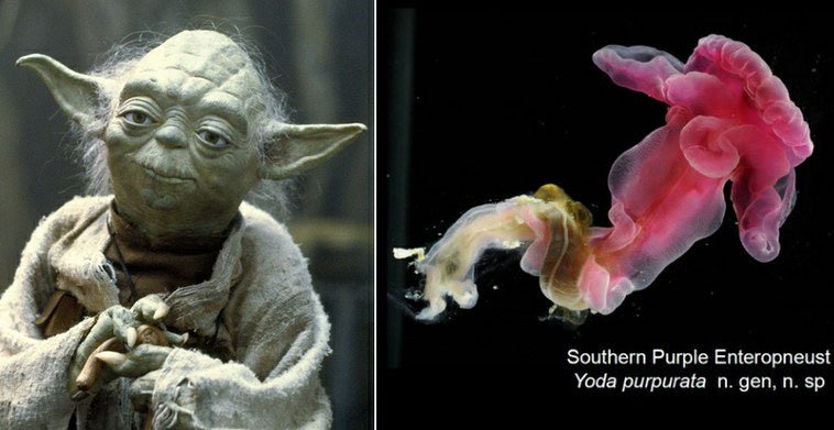 Sâu Yoda