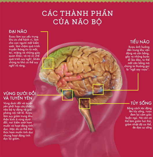 Say rượu dưới góc nhìn khoa học