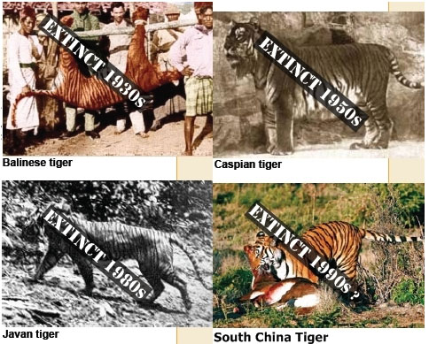 Sẽ không còn hổ ở châu Á
