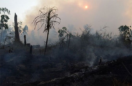 Singapore quan ngại nạn cháy rừng tại Indonesia