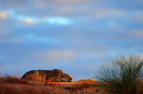 Sinh tồn ở sa mạc khô cằn nhất thế giới