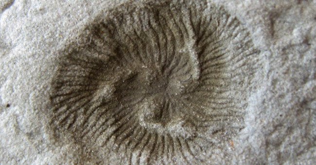 Sinh vật bí ẩn 550 triệu tuổi tiết lộ quá trình tiến hóa kỳ lạ trên Trái đất