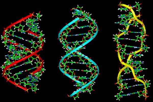 Số gene không quyết định mức độ tiến hóa của con người