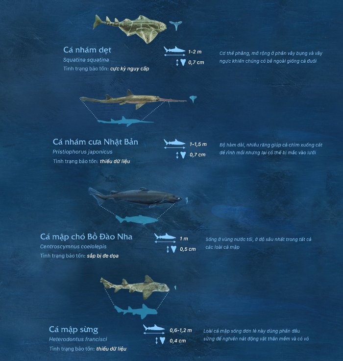 So sánh kích thước các loài cá mập trên thế giới