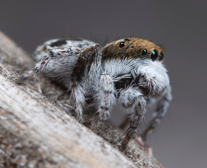 Sởn da gà loài nhện hoang dã với vẻ ngoài kỳ lạ
