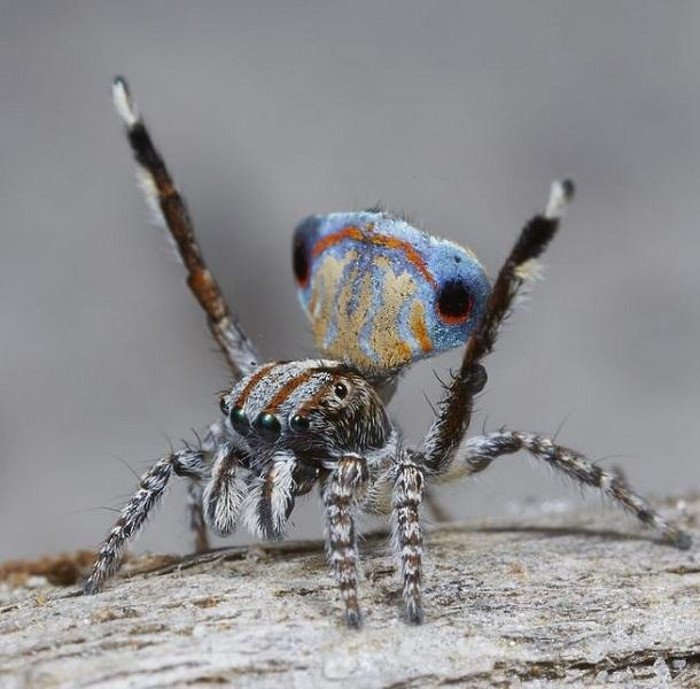 Sởn da gà loài nhện hoang dã với vẻ ngoài kỳ lạ