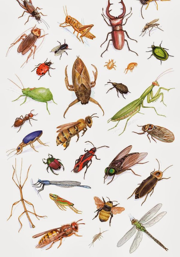 Sự bùng phát của côn trùng giúp chống lại thảm họa tự nhiên