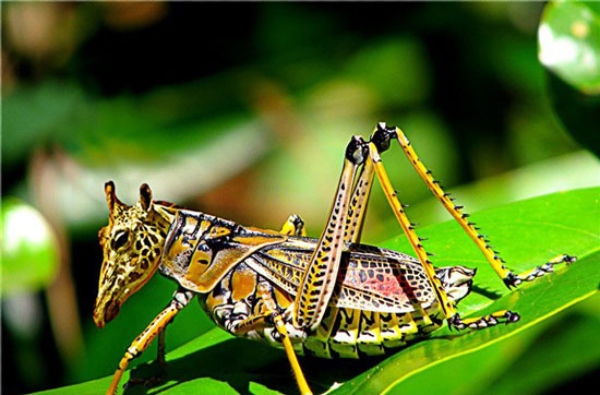 Sự kết hợp giữa động vật có vú và côn trùng