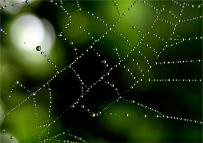 Sự kỳ diệu của mạng nhện trong tự nhiên