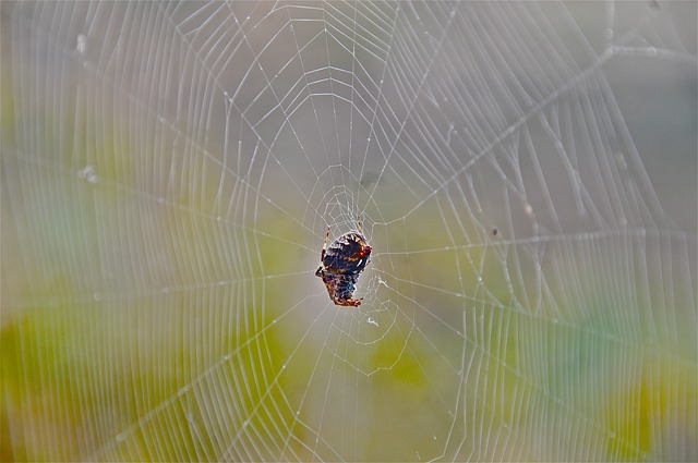 Sự kỳ diệu của mạng nhện trong tự nhiên