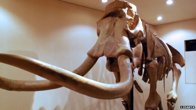 Sự thật về loài voi ở Trung Quốc đã tuyệt chủng 3000 năm trước