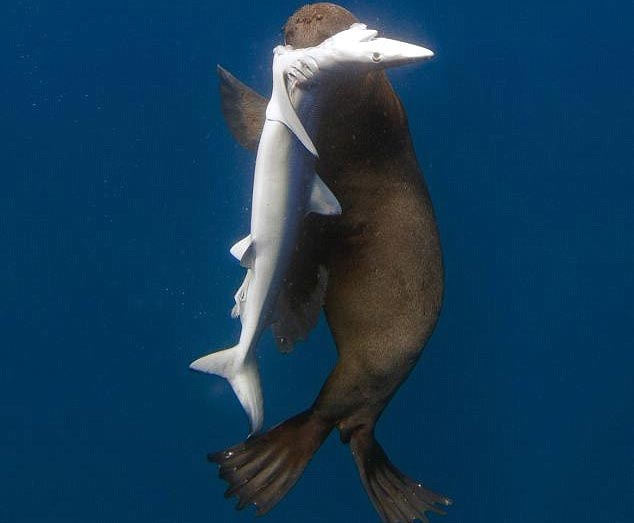 Sự trả thù ghê rợn của hải cẩu với cá mập