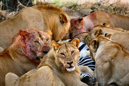 Sư tử có thể tuyệt chủng vì thiếu ăn
