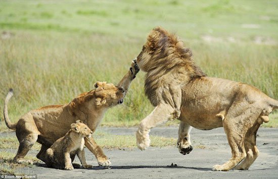 Sư tử con liều mình cãi lại bố bênh mẹ