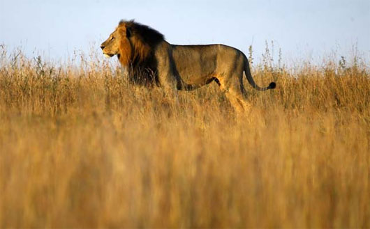 Sư tử đang biến mất tại Tây Phi