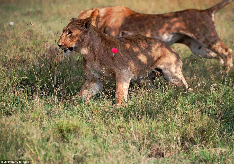 Sư tử đực rút mũi tên gây mê khỏi mình sư tử cái