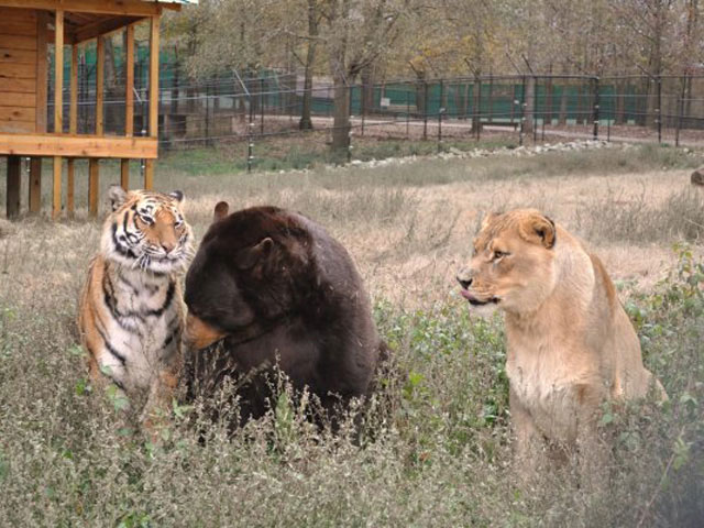 Sư tử, hổ, gấu... âu yếm