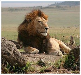 Sư tử ở Kenya sắp tuyệt chủng
