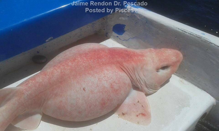 Sửng sốt phát hiện cá mập lạ ở Mexico