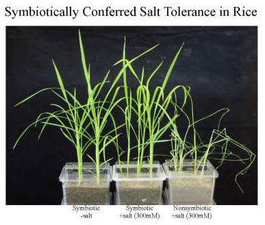 Symbiogenics: Chiến lược giảm thiểu tác động của biến đổi khí hậu lên cây lúa