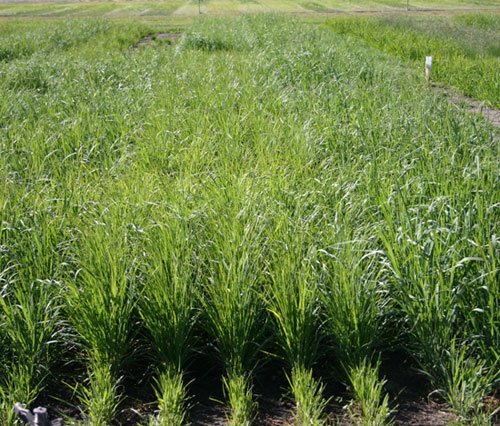 Symbiogenics: Chiến lược giảm thiểu tác động của biến đổi khí hậu lên cây lúa
