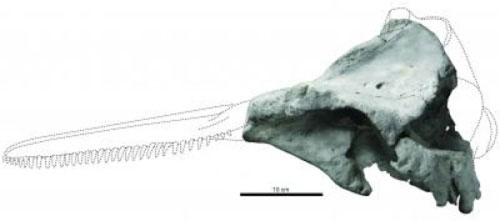 Tái mô tả hộp sọ xưa nhất của loài cá heo