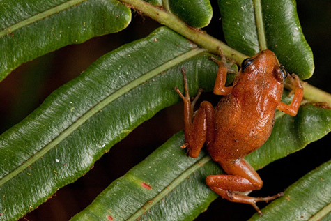 Tái phát hiện 6 loài ếch quý hiếm