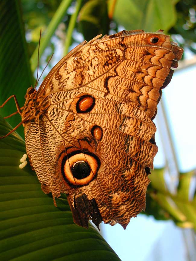 Tại sao bướm có đốm mắt?