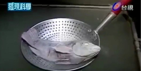 Tại sao cá có thể hồi sinh sau khi bị đóng băng ở - 32 độ C