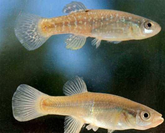 Tại sao cá killifish phát triển mạnh trong môi trường ô nhiễm