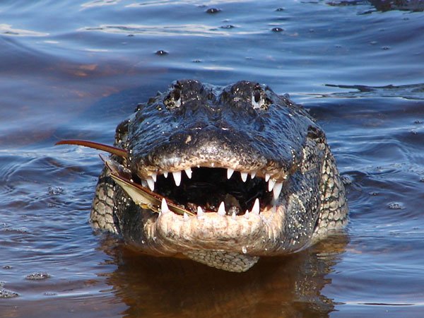 Tại sao cá sấu có thể đớp con mồi cực nhanh?