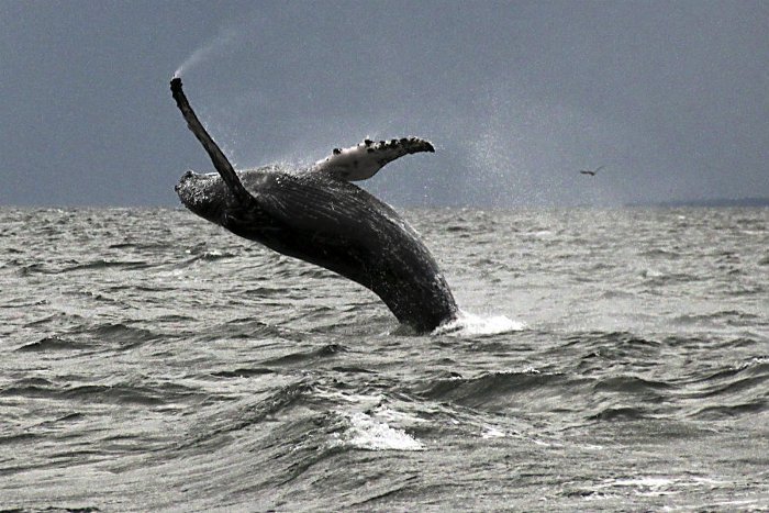 Tại sao cá voi lưng gù biến mất ở Hawaii?