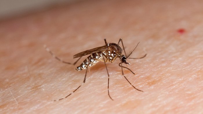 Tại sao con người không xóa sổ loài muỗi?
