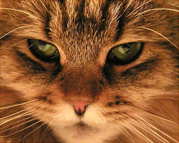 Tại sao mắt mèo một ngày biến đổi 3 lần?