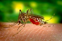 Tại sao muỗi vo ve bên tai?