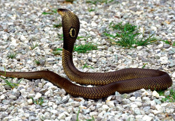 Tại sao rắn hổ mang bành rộng cổ được?