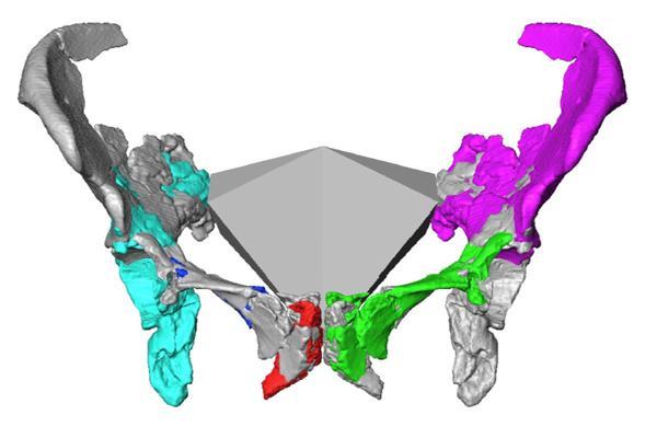 Tái tạo khung xương chậu của phụ nữ Neanderthal