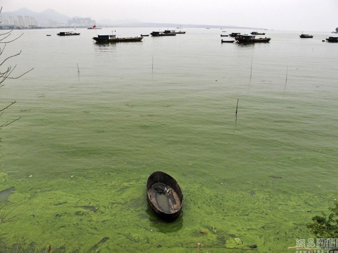 Tảo lam độc trải rộng 1,5 km hồ Trung Quốc