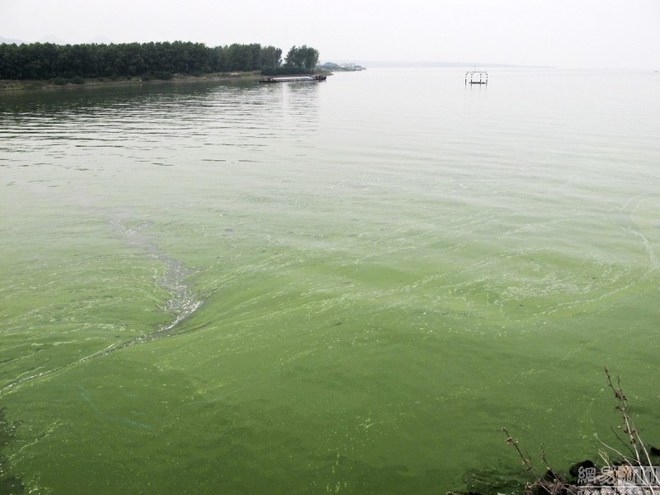 Tảo lam độc trải rộng 1,5 km hồ Trung Quốc