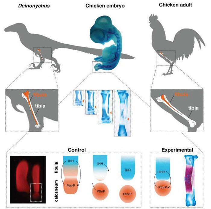 Tạo ra gà hiện đại có chân của khủng long để nghiên cứu tiến hóa