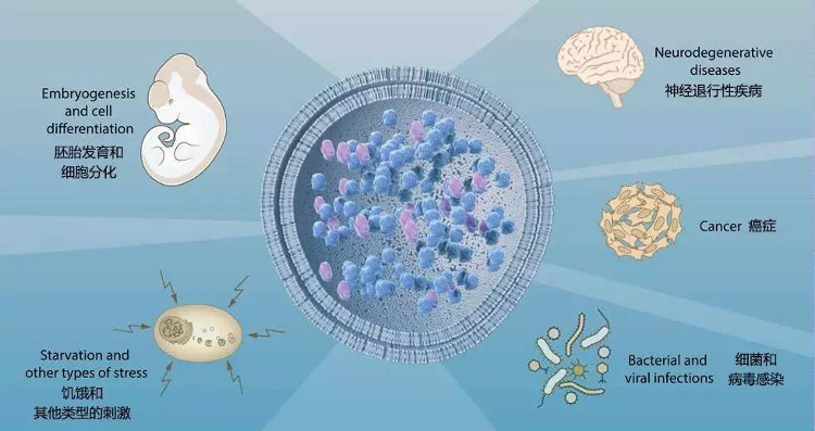 Tế bào tự thực trong giải Nobel Y học giúp điều trị bệnh hiểm nghèo