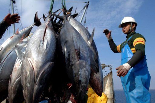 Thái Bình Dương trước nguy cơ cạn kiệt nguồn cá ngừ