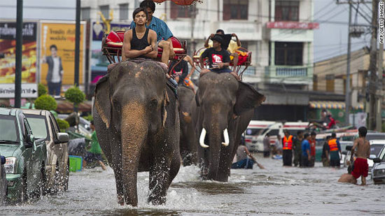 Thái Lan: 100 cá sấu sổng chuồng trong lũ