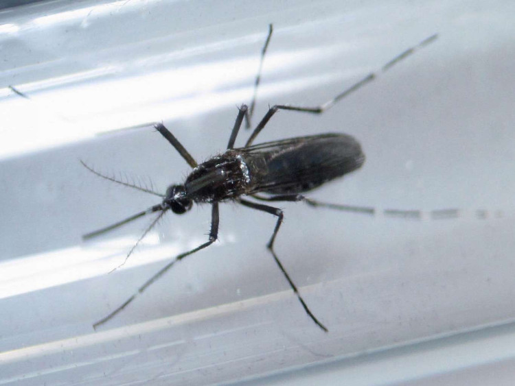 Thai phụ Malaysia đầu tiên nhiễm virus Zika