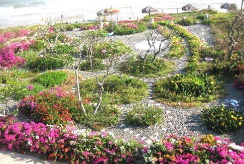 Thảm hoa giữ môi trường bãi biển