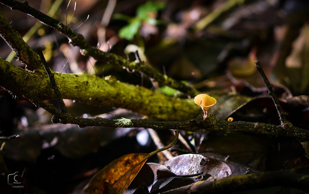 Thảm nấm đa sắc nở rộ trong rừng Đà Lạt