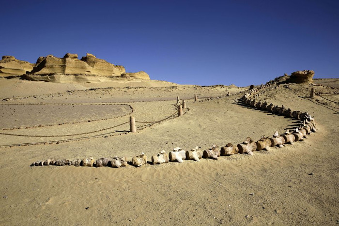 Tham quan viện bảo tàng hóa thạch đầu tiên ở Trung Đông