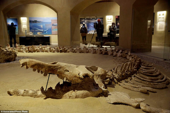 Tham quan viện bảo tàng hóa thạch đầu tiên ở Trung Đông